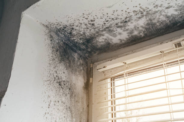 Affordable Attic Mold Remediation solutions in Ebony, VA